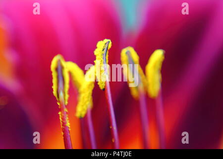 Macro of tiger lily yellow stamens. Stock Photo