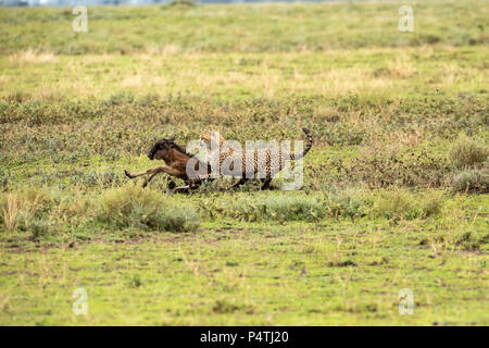 Cheetah (Acinonyx jubatus) female catching a baby wildebeest and being driven of by the mother in Serengeti National Park, Tanzania Stock Photo