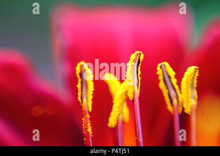 Macro of tiger lily yellow stamens. Stock Photo