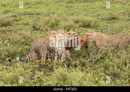 Cheetah (Acinonyx jubatus) family of a mom and four cubs about to feed on a baby Wildebeest calf in Serengeti National Park, Tanzania Stock Photo