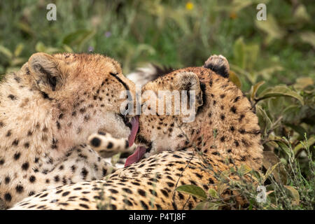 Cheetah (Acinonyx jubatus) pair grooming after eating in Serengeti National Park, Tanzania Stock Photo