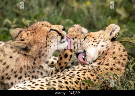 Cheetah (Acinonyx jubatus) pair grooming after eating in Serengeti National Park, Tanzania Stock Photo