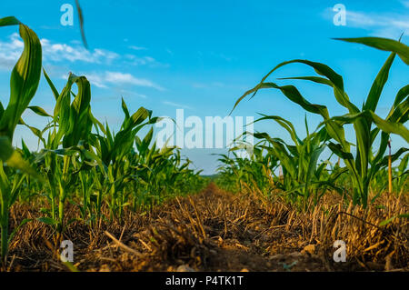 Young cornstalks of field corn growing in wheat stubble in a no till condition - North Carolina Agriculture Stock Photo