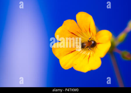 Honey bee on a little tree plant flower Stock Photo