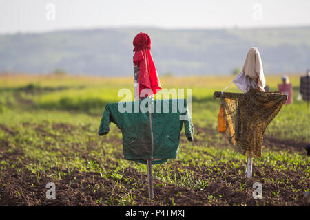 Close-up of two funny scarecrows guarding from birds tender green sprouts in plowed field on blurred bright sunny rural background. Farming, agricultu Stock Photo