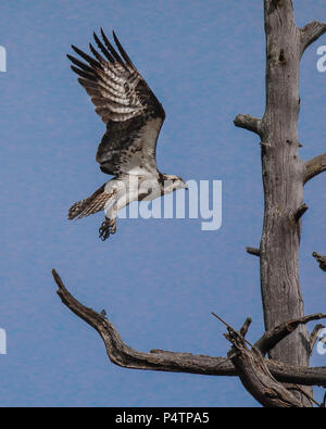 Osprey soaring and nesting in Northern Arizona USA Stock Photo