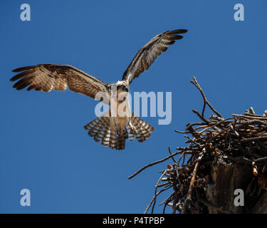 Osprey soaring and nesting in Northern Arizona USA Stock Photo