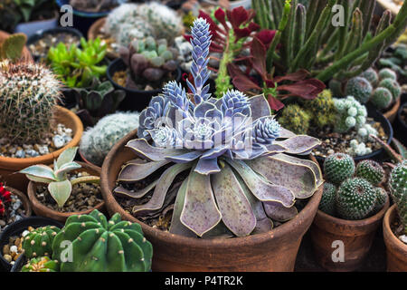 Collection of cactus and succulents plant in the garden. Small cactus and succulent in home garden.