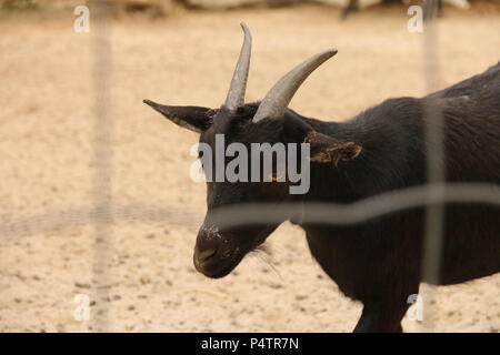 West African pygmy goat - Capra hircus hircus Stock Photo