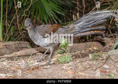 Superb Lyrebird Stock Photo