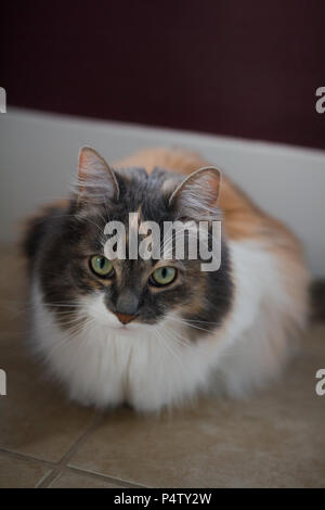 Calico Cat Relaxing on Floor Stock Photo