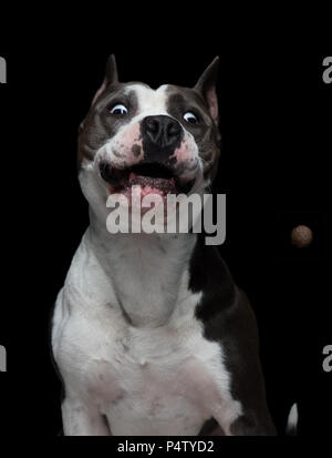 funny muzzle of a American pit bull terrier that catches food on a black background in a studio. Stock Photo