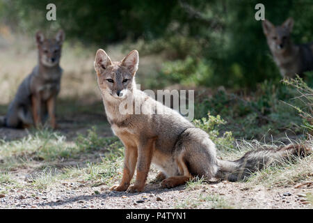 patagonian grey fox siitting side on faing front with others behind peninsula vades argentina Stock Photo