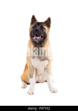 portrait of american akita on white background. Stock Photo