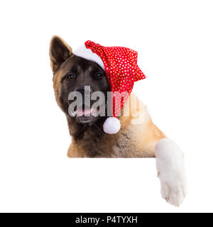 portrait of a american akita in a Christmas hat. Stock Photo