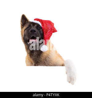 portrait of a american akita in a Christmas hat. Stock Photo