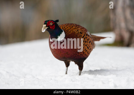 A male Common Pheasant (Phasianus colchicus), looking for food in garden in deep snow, Kildary, Scotland, UK Stock Photo