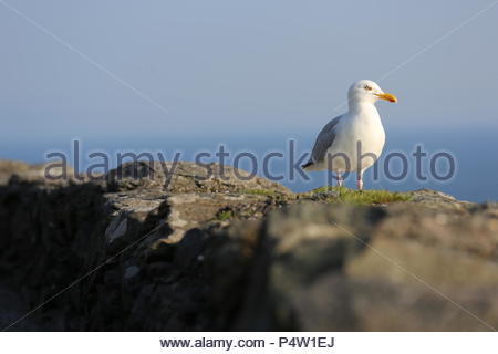 A gull sits on a wall as the sun goes down at Slea Head Stock Photo