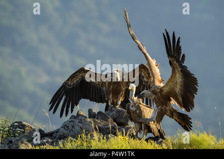 Griffon Vulture - Gyps fulvus, large brown white headed vulture from Old World and Africa. Stock Photo