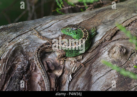 Brightly coloured male sand lizard (Lacerta agilis) basking on a log in Surrey heathland, UK Stock Photo