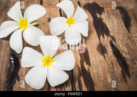 White Frangipani (Plumeria) flowers on wooden floor background. Stock Photo