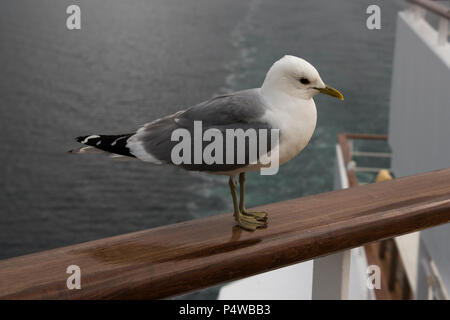 Common Gull sitting on the gunwale of cruise ship Mein Schiff 1 (old) in Grøtsundet north of  Tromsø in northern Norway. Stock Photo