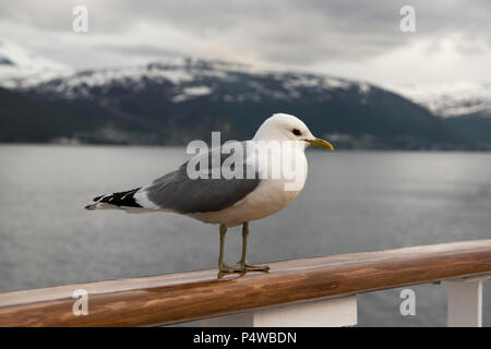 Common Gull sitting on the gunwale of cruise ship Mein Schiff 1 (old) in Grøtsundet north of  Tromsø in northern Norway. Stock Photo