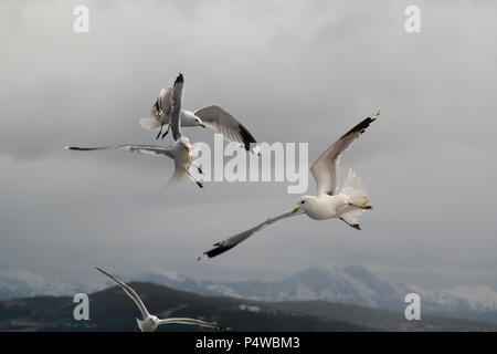 Common Gull maneuvering for food in Grøtsundet north of  Tromsø in northern Norway to catch food thrown by humans from a cruise ship. Stock Photo