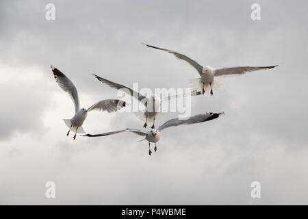 Common Gull maneuvering for food in Grøtsundet north of  Tromsø in northern Norway to catch food thrown by humans from a cruise ship. Stock Photo