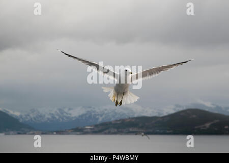 Common Gull maneuvering for food in Grøtsundet north of  Tromsø in northern Norway to catch food thrown by humans from a cruise ship. Stock Photo