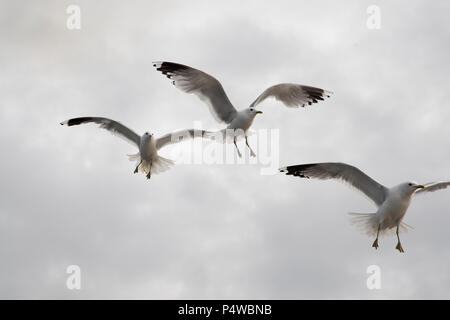 Common Gull maneuvering for food in Grøtsundet north of  Tromsø in northern Norway to catch food thrown by humans from a cruise ship. Stock Photo