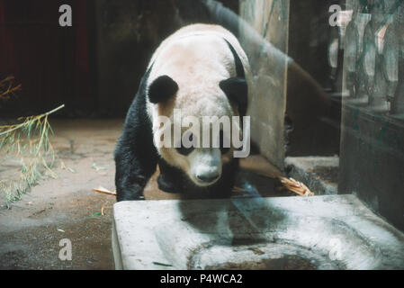 Giant panda is eating bamboo in the Hangzhou Zoo. Stock Photo