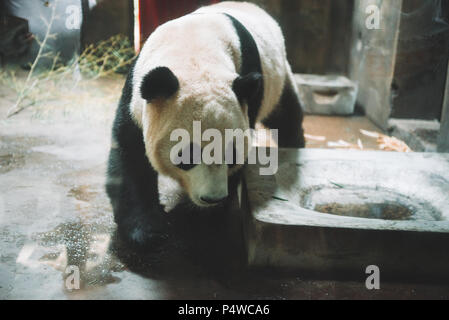 Giant panda is eating bamboo in the Hangzhou Zoo. Stock Photo