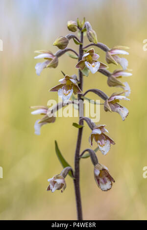 Marsh helleborine (Epipactis palustris) orchid blooming with bright colored yellow background Stock Photo