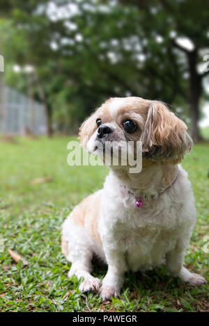 Portrait of a cute Shih Tzu dog Stock Photo