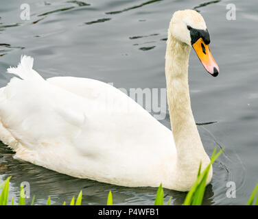Close up of adult mute swan, Cygnus olor, swimming in river, Forth & Clyde canal, Falkirk, Scotland, UK Stock Photo