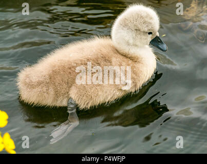 Close up of cute fluffy mute swan cygnet, Cygnus olor, swimming in river, Forth & Clyde canal, Falkirk, Scotland, UK Stock Photo