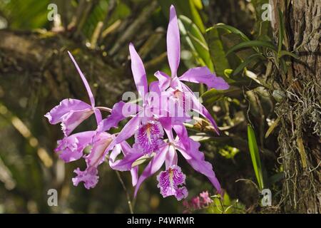 Cattleya maxima (Family Orchidaceae). Bosque de Protección Alto Mayo. Amazonas Departament. Peru. Stock Photo