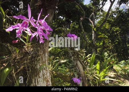 Cattleya maxima (Family Orchidaceae). Bosque de Protección Alto Mayo. Amazonas Departament. Peru. Stock Photo