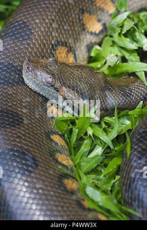 Anaconda (Eunectes murinus). Amazon Basin. Iquitos. Loreto. Peru Stock ...