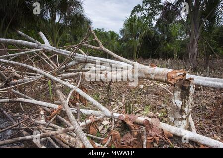 Plot deforested in Buenos Aires native community. Pacaya Samiria National Reserve. Amazon Basin. Loreto. Peru. Stock Photo