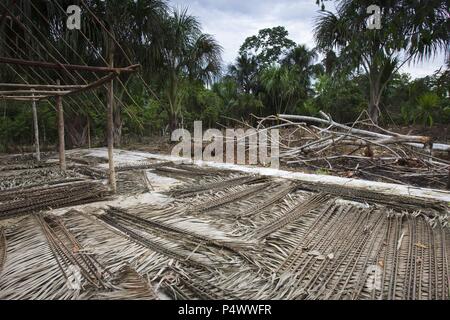 Plot deforested in Buenos Aires native community. Pacaya Samiria National Reserve. Amazon Basin. Loreto. Peru. Stock Photo