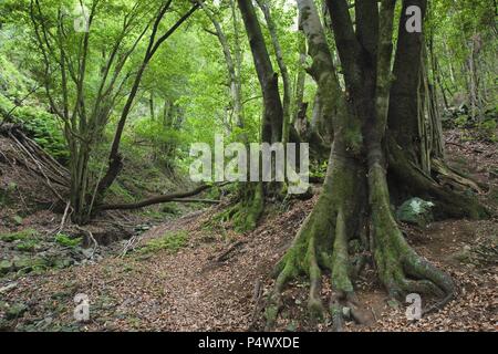 Laurissilva forest in Los Tilos. Las Nieves Natural Park. La Palma ...