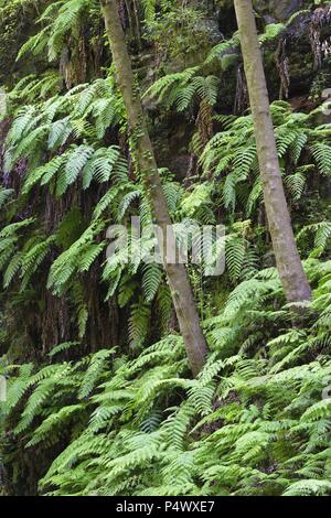 Ferns (Woodwardia radicans) in Laurissilva forest in Los Tilos. Las Nieves Natural Park. La Palma. Canary Island. Spain. Stock Photo