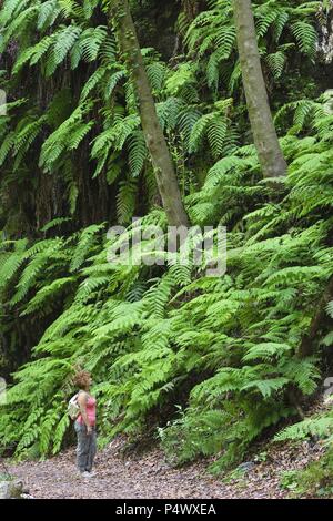 Ferns (Woodwardia radicans) in Laurissilva forest in Los Tilos. Las Nieves Natural Park. La Palma. Canary Island. Spain. Stock Photo