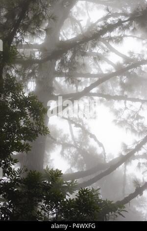 Laurissilva forest in Los Tilos. Las Nieves Natural Park. La Palma ...