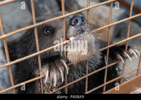 A small Kamchatka brown bear cub (Ursus arctos piscator) gnaws an aviary lattice in a zoo. Stock Photo