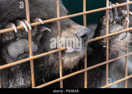 Angry Kamchatka brown bear (Ursus arctos piscator) keeps paws with large claws for an aviary lattice in the zoo and gnaws at it. Stock Photo