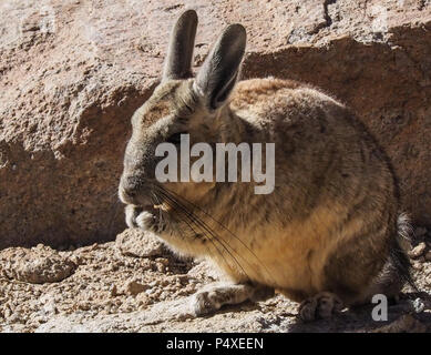 Cute vizcacha (Lagidium viscacia) eating in the nature reserve Eduardo Avaroa, Bolivia Stock Photo