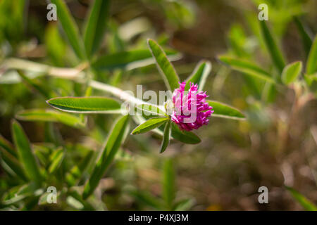 Zigzag clover in bloom with strong color Stock Photo
